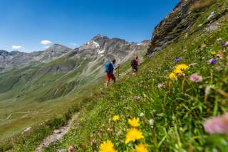 Zwei Menschen wandern auf Bergpfad zwischen blühenden Wiesen