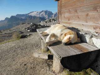 Hund liegt auf Bank vor Berghütte