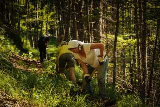 Menschen arbeiten im Wald