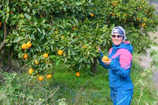 Frau in Skibekleidung pflückt Orange vom Baum