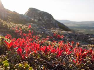Pflanzen in nordischer Tundra