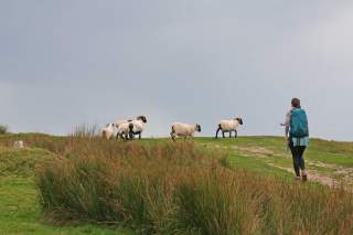 Wanderin und Schafe im Dartmoor in Cornwall