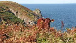 Ein Kalb steht auf einem Küstenweg in Cornwall
