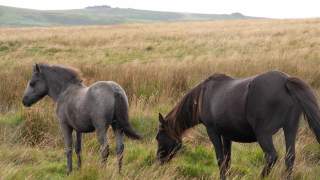 Ponies im Dartmooe-Nationalpark