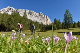 Zwei Mountainbiker auf Blumenwiese vor Bergkulisse
