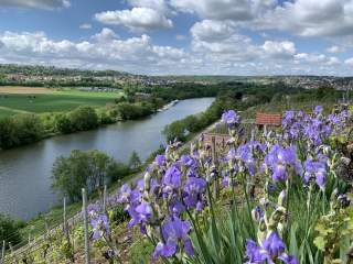 Blick über Weinberge und Blumen auf Fluss