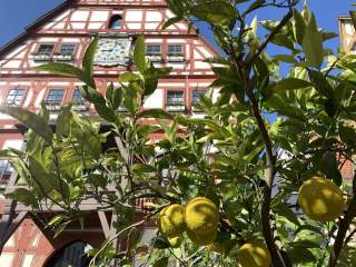 Zitronenbaum vor Fachwerkhaus