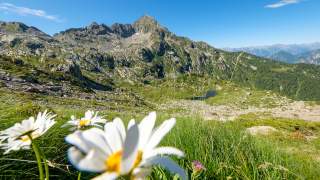 Bergblumen mit Wiese und Gipfeln im Hintergrund