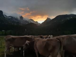 Kühe am Weidemelkstand der Alpe Veglia im Piemont