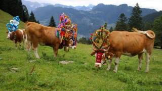 Drei Kühe mit buntem Kopfschmuck stehen auf der Alm, im Hintergrund die Berge.