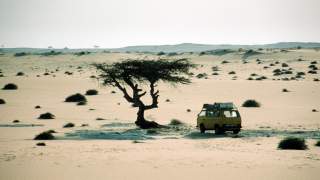 Ein VW Bus mitten in der Sahara unter einem kleinen Baum.