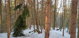 Schneebruch in winterlichem Wald