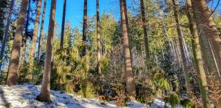 Schneebruch in winterlichem Wald