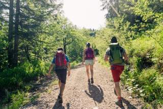 Drei Menschen wandern im Wald auf Forstweg bei Sonnenschein