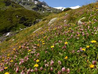 Blühende Bergwiese vor gletscherbedeckten Gipfeln