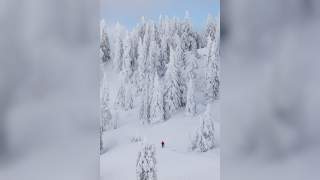 Mensch inmitten verschneiter Bäume.