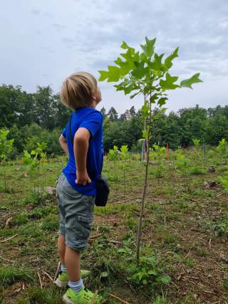Ein blonder junge mit blauem T-Shirt und kurzer Hose steht vor einem Tulpenbaum, der schon größer ist als der Junge.