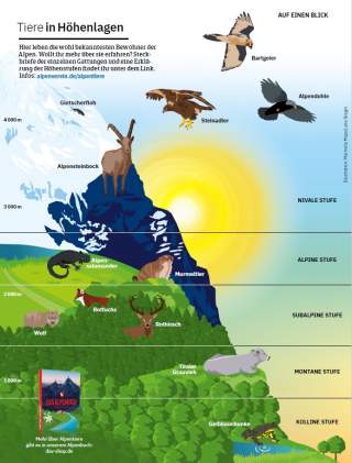 Illustration der Höhenlagen, in denen Tiere am Berg leben