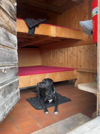 Hunde willkommen, aber nicht im Bett, Foto: Charlott Hasslinger