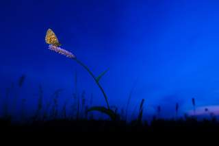 Schmetterling sitzt in der Dämmerung auf Blume