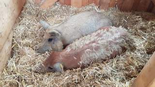 Zwei Schweine liegen in einem mit Stroh ausgelegten Stall.