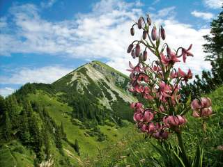 Berglandschaft mit Blumen