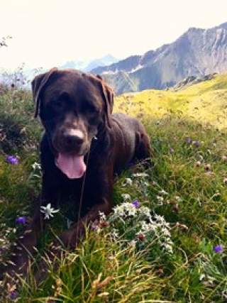 Ein schokoladenfarbener Labrador liegt auf einer Gebirgswiese, auf der Edelweiß wachsen.