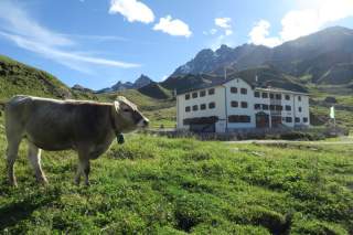 Eine graubraune Kuh steht vor einer Berghütte auf einer saftig-grünen Bergwiese, dahinter hohe Gipfel.