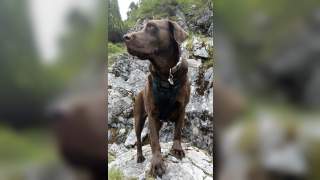 Ein schokofarbener Hund steht auf einem Felsen.