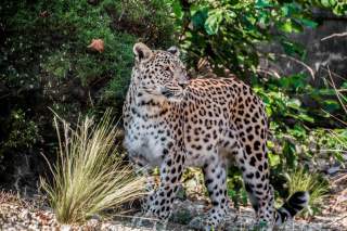 Schützenswert: der Kaukasus-Leopard. Foto: Pixabay/Pfüderi