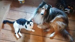 Ein Collie und eine Hauskatze liegen auf einem Holzdielenboden.
