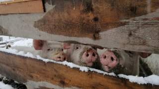 Drei Hausschweine schauen zwischen den Holzbrettern ihres verschneiten Auslaufs hindurch.