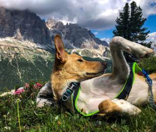 Hund liegt auf Wiese vor Bergkulisse