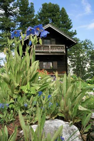 Blaublühende Alpenpflanze vor kleiner Hütte