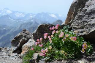 Rosablühender Gletscherhahenfuß in den Alpen.