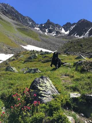 Ein großer, schwarzer Hund springt über eine Bergwiese. Im Vordergrund Alpenrosen.