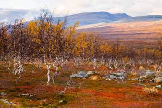 Herbst im Øvre Dividal-Nationalpark in Nordnorwegen. Foto: Hauke Bendt 