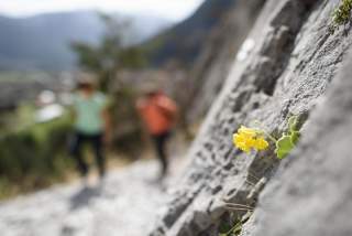 An einem sonnenbeschienenen Fels wächst eine gelbe Blume.